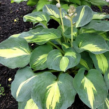 hosta-dream-queen_1 (1)